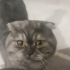 Kedimize yeni bir yuva arıyoruz fotoğraf