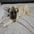 Gölge safkan kangal fotoğraf
