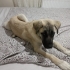 Gölge safkan kangal fotoğraf