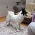 kızımıza acil yuva arıyoruz (ücretsiz) fotoğraf