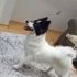 kızımıza acil yuva arıyoruz (ücretsiz) fotoğraf