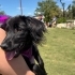 Ücretsiz sahiplenme kokoni köpek fotoğraf