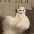 Pamuk için yuva arıyoruz fotoğraf