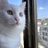 Pamuk için yuva arıyoruz fotoğraf