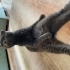 Sağlık sorunu nedeniyle sahiplendirme fotoğraf