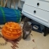 Oyuncu Minik Yavru Kedi Smokin fotoğraf