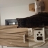 Siyah british shorthair fotoğraf