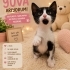 45 günlük 3 minik prensese ve annelerine yuva 👑 🏡🐾 fotoğraf