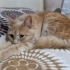 Pudra yuva arıyor fotoğraf