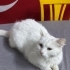 Acil yuva aranıyor fotoğraf