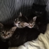 5 TANE YAVRU KEDİ SAHİPLENDİRME fotoğraf