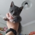Oyuncu Minik Dişi Kedi fotoğraf