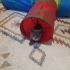 Oyuncu Minik Dişi Kedi fotoğraf