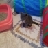 Oyuncu Minik Dişi Kedi fotoğraf