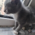 Oyuncu Minik Dişi Kedi fotoğraf