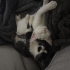 Maya Ve Luna kardeşlere yuva arıyoruz fotoğraf