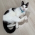 9 aylık erkek kısır kedi fotoğraf