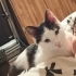 9 aylık erkek kısır kedi fotoğraf