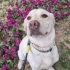 Evinizin Yeni Melodisiyle Tanışın: Lala! 🐾🎵 fotoğraf
