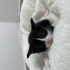 cok tatlı uysal bir kedi fotoğraf