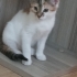 2 AYLIK DİŞİ ACİL YUVA fotoğraf