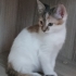 2 AYLIK DİŞİ ACİL YUVA fotoğraf