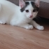 2 AYLIK ERKEK ACİL YUVA fotoğraf