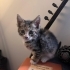 Uslu ve oyuncu tekir kedi acil yuva fotoğraf