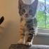 Uslu ve oyuncu tekir kedi acil yuva fotoğraf