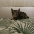 Uslu ve oyuncu tekir kedi acil yuva fotoğraf