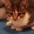 Çok sevimli yavru kedi fotoğraf