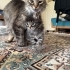 1 buçuk aylık 2 erkek yavru fotoğraf