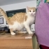 Aslan Görünümlü Kedi Bebesi fotoğraf