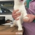 Aslan Görünümlü Kedi Bebesi fotoğraf