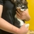 Oyuncu bebek kedi fotoğraf
