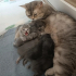 British Shorthair Yavrular fotoğraf