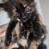 ŞANS KEDİSİ YUVA ARIYOR fotoğraf