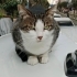 Yeşil gözlü tekir fotoğraf