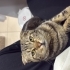 Scothis tekir kırması erkek fotoğraf