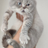 EGZOTIC SHORTHAIR KISIR OĞLUM JAKO 0534 216 08 72 fotoğraf