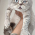 EGZOTIC SHORTHAIR KISIR OĞLUM JAKO 0534 216 08 72 fotoğraf