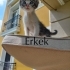 Minnoş OĞLAN asla sokakta yapamaz fotoğraf