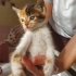 Yavru kedi sahiplendirme ucretsiz fotoğraf