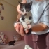 Yavru kedi sahiplendirme ucretsiz fotoğraf