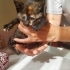 Yavru kedi sahiplendirme ucretsiz fotoğraf