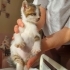 Yavru kedi sahiplendirme ucretsiz fotoğraf