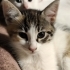2 AYLIK ÇOK TATLI 3 RENKLİ CALICO DİŞİ fotoğraf