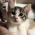 2 AYLIK ÇOK TATLI 3 RENKLİ CALICO DİŞİ fotoğraf