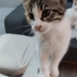 2 AYLIK ÇOK TATLI 3 RENKLİ CALICO DİŞİ fotoğraf
