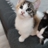 2 AYLIK ÇOK TATLI 3 RENKLİ CALICO DİŞİ fotoğraf